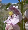 Penstemon palmeri