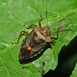 <i>Pentatoma</i> Genus of true bugs