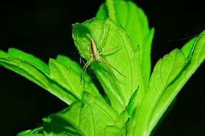 Beschrijving van de afbeelding Perenethis venusta 06480.jpg.