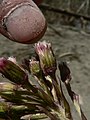 Petasites frigidus