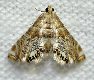 <i>Petrophila confusalis</i> Species of moth