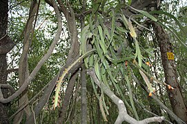 Pfeiffera monacantha150183180.jpg