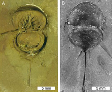 Alanops magnifica, Montceau-les-Mines Lagerstätte, Great Seams Formation, France. (A) MNHN SOT001784, paratype, ventral view. (B) MNHN SOT002154, paratype, dorsal view, Photo Credit: Dominique Chabard, Image by: Russell D. C. Bicknell and Stephen Pates