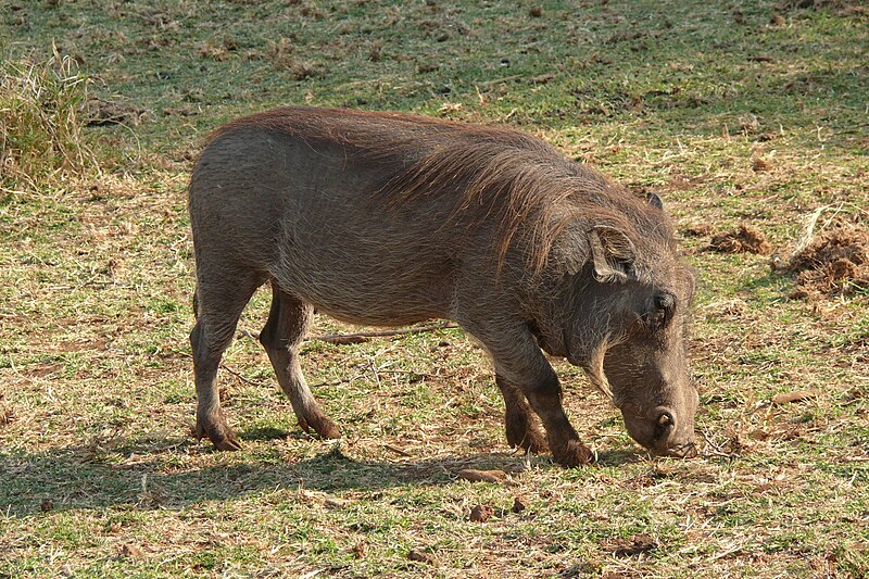 File:Phacochoerus africanus 1.JPG