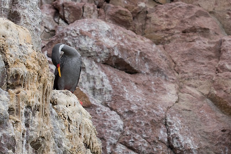 File:Phalacrocorax gaimardi -Patagonia-8 (1).jpg