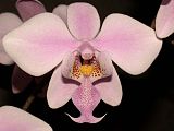 Phalaenopsis schilleriana toapel.jpg