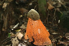 At Kandalama Phallus multicolor.jpg