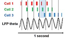 Diagram, with a left-to-right arrow marked "1 second" at the bottom. At the upper left are three labels, "Cell 1", "Cell 2", and "Cell 3", in three different colors, and each is followed to the right by a series of tick marks in the corresponding colors. Below the sets of tick marks and above the arrow is a wave function shown as a black line and labeled as "LFP theta". There are thin vertical lines positioned at each peak of the LFP wave, and the space between two of those lines is shaded in blue. The tick marks for Cell 1 tend to occur to the left of those for Cell 2, which in turn tend to be to the left of those for Cell 3, and the tick marks for all three cells occur successively farther and farther to the left between each successive vertical line.