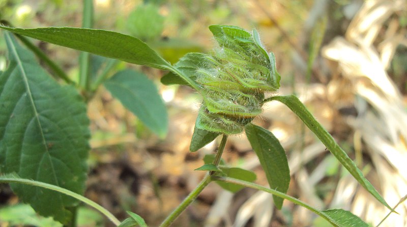 File:Phaulopsis imbricata 04.JPG