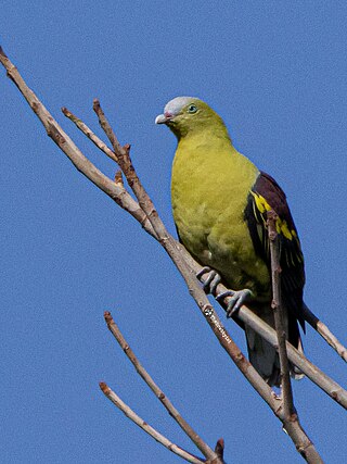 <span class="mw-page-title-main">Philippine green pigeon</span> Species of bird