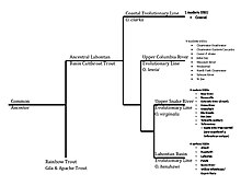 Drawing of Phylogenetic evolution map for cutthroat trout