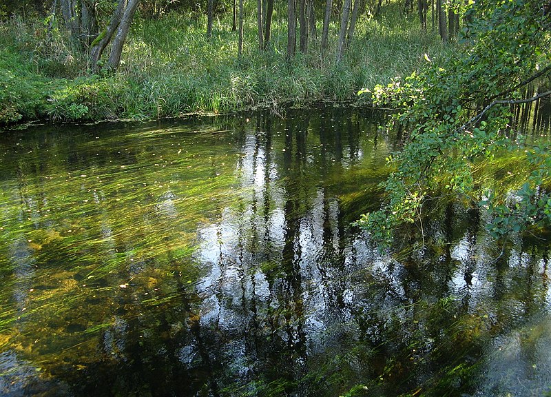 File:Piława najczystsza rzeka w Polsce - panoramio.jpg