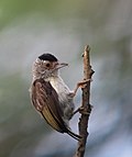 Thumbnail for Plain-breasted piculet