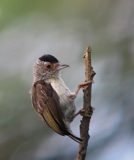 Plain-breasted piculet Species of bird