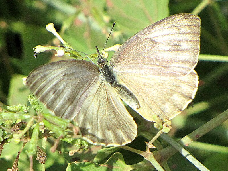 File:Pieridae, Tanzania.jpg