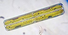 Pinnularia diatom during reproduction (cell division) Pinnularia Teilung.jpg