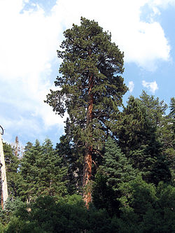 Pinus ponderosa benthamiana San Gorgonio.jpg