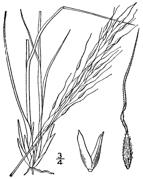 File:Piptatheropsis canadensis (as Stipa canadensis) BB-1913.png