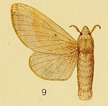 Pl.3-09-Streblote diluta (Aurivillius, 1905) (Taragama) .JPG