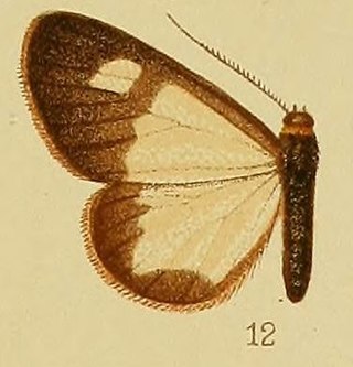 <i>Geodena</i> Genus of moths