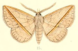 Ugia transversa