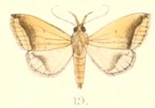 <i>Simplicia mistacalis</i> Species of moth