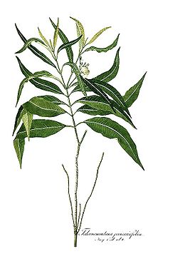 Dvazgis (Tabernaemontana persicariaefolia)