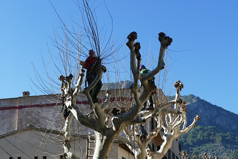 File:Plane trees in Sóller being pruned 02.jpg