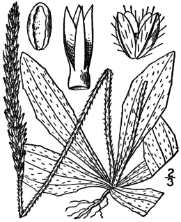 <i>Plantago virginica</i> Species of flowering plant
