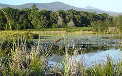 Across the Bass lake you can the fynbos stop abruptly at the edge of the forest.