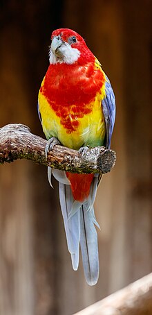 Platycercus eximius - Vogelpark Steinen 02.jpg