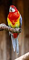 * Nomination Eastern Rosella (elecica), Bird park Steinen, Germany --Llez 05:23, 27 July 2023 (UTC) * Promotion Good quality. --Jacek Halicki 08:25, 27 July 2023 (UTC)