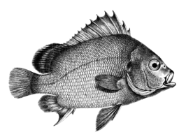 Plectorhinchus gibbosus