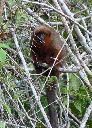 <span class="mw-page-title-main">Madidi titi monkey</span> Species of New World monkey