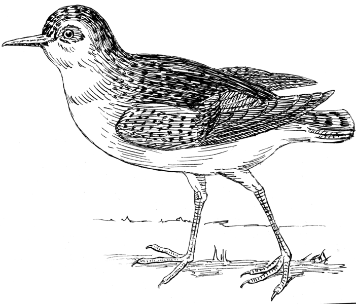 File:Plover (PSF).png