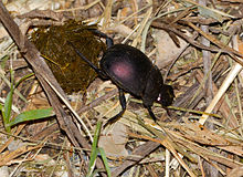 Plum Dung Beetle (Anachalcos محدب) در حال چرخاندن توپ در شب (12598065815) .jpg