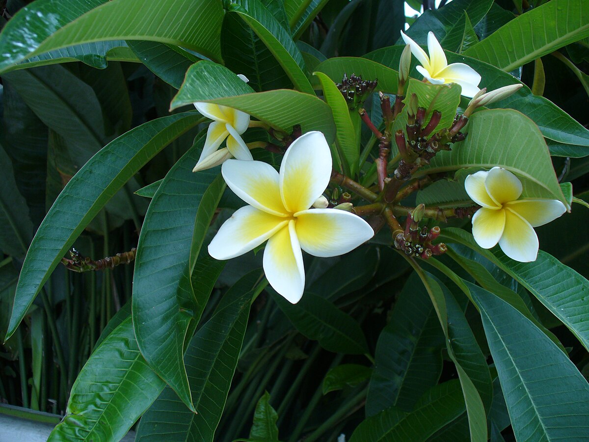 Plumeria Alba дерево