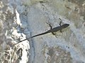 Podarcis vaucheri (Lacertidae) (Andalusian Wall Lizard), Río Guadaiza, Spain.jpg