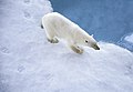 Polar Bear (19423028818).jpg