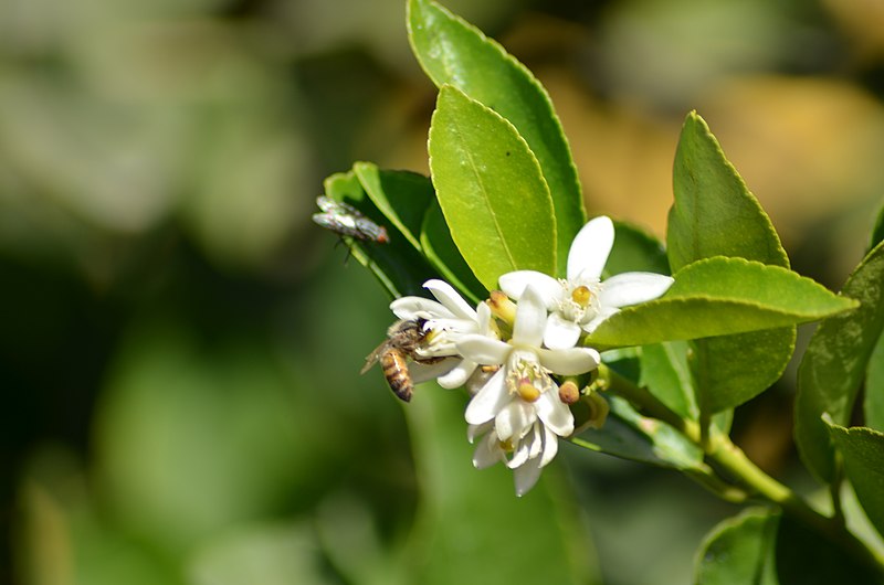 File:Polinización flor de limón.jpg