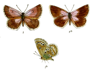 <i>Alpherakya devanica</i> Species of butterfly