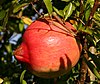 Pomegranate fruit.jpg