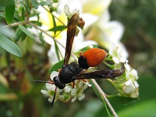 <i>Pseudabispa</i> Genus of wasps