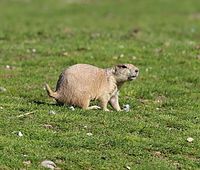 Präriehund (Cynomys ludovicianus), Tierpark Hellabrunn, München