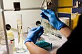 Preparation of microbiological samples in a laminar chamber. Institute of Systematics and Evolution of Animals Polish Academy of Sciences in Cracov.jpg