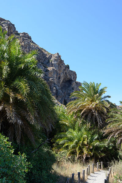 File:Preveli Palm Forest 06.JPG