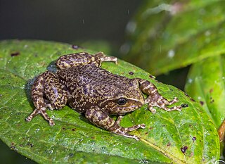 <i>Pristimantis</i> Genus of amphibians