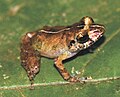 Miniatura para Pristimantis marmoratus