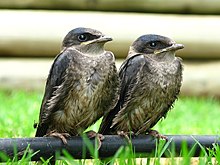 Fledglings in Tulsa, Oklahoma, United States Progne subis -fledglings -Tulsa -Oklahoma-8.jpg