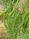 Prosopis-glandulosa-seed-pods.jpg